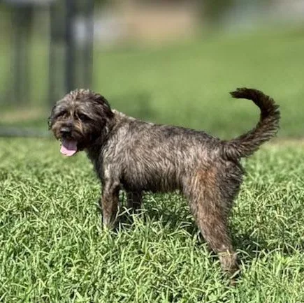 An adult large-sized male Gray / Blue / Silver Schnauzer dog named Wally for adoption in Lebanon, TN