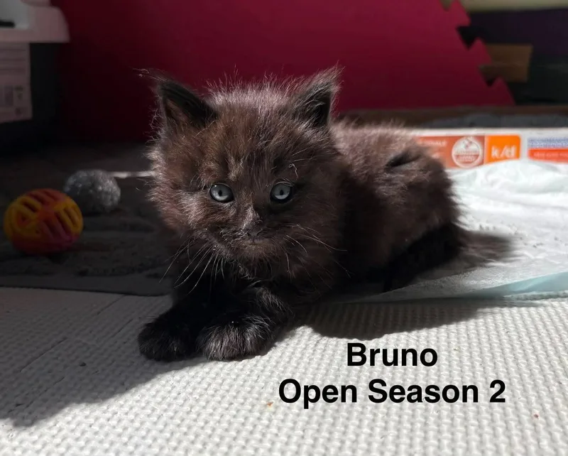 Bruno
