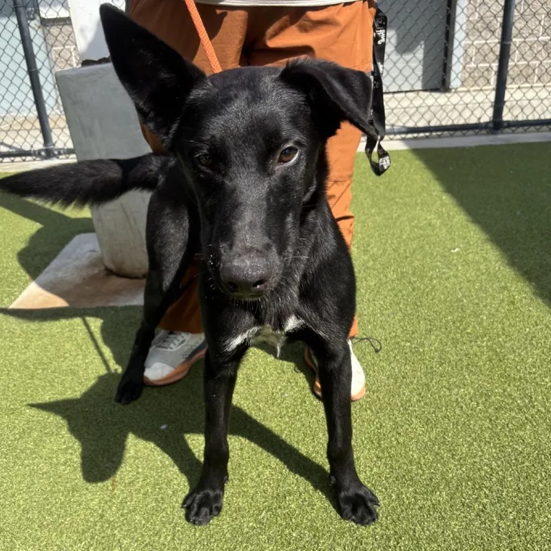 Dom Maverick Goose Onyx thumbnail 3