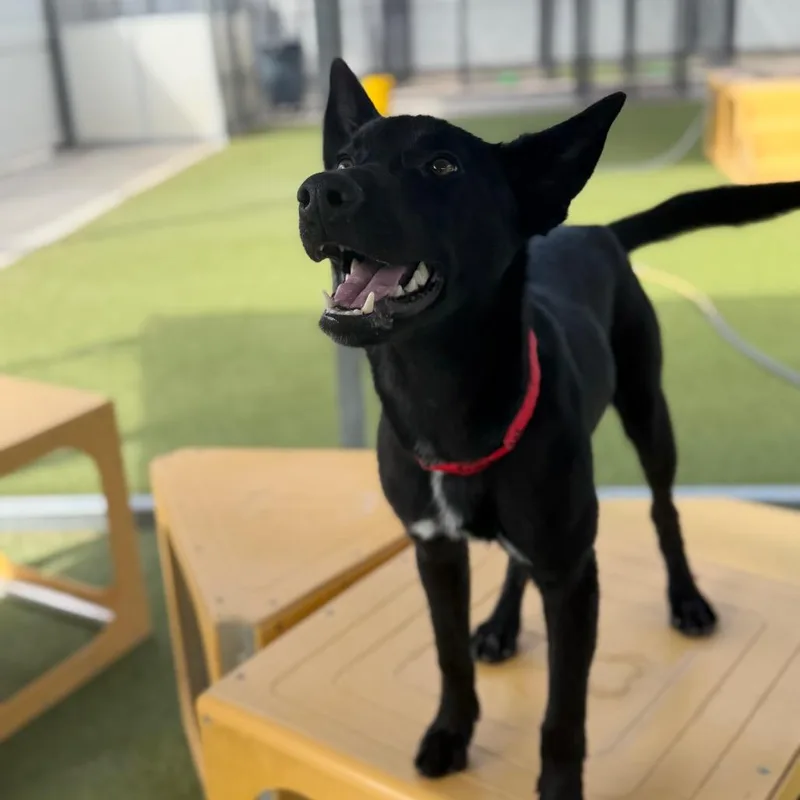 Dom Maverick Goose Onyx thumbnail 4