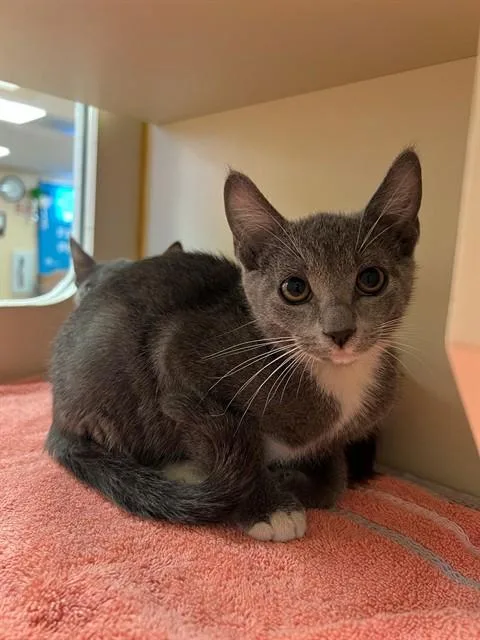 A baby small-sized female Domestic Short Hair cat named Cee Cee for adoption in Thousand Palms, CA