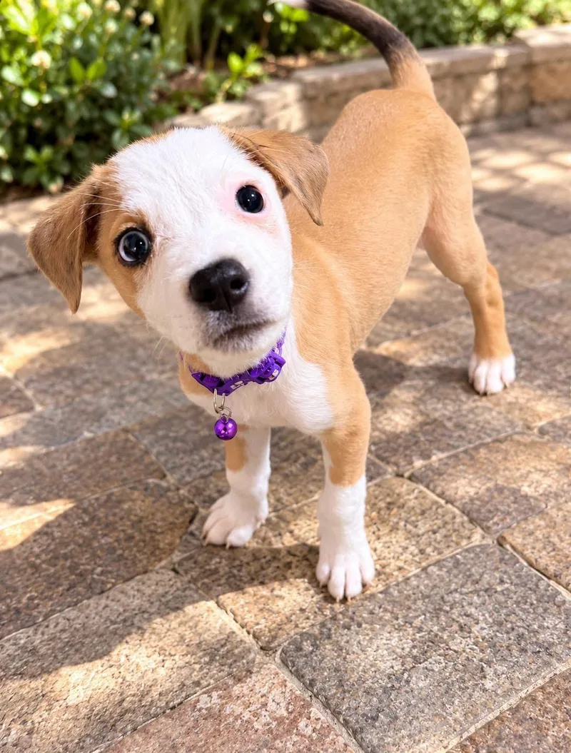 A baby medium-sized female Corgi dog named Toffeelucy for adoption in Lutz, FL