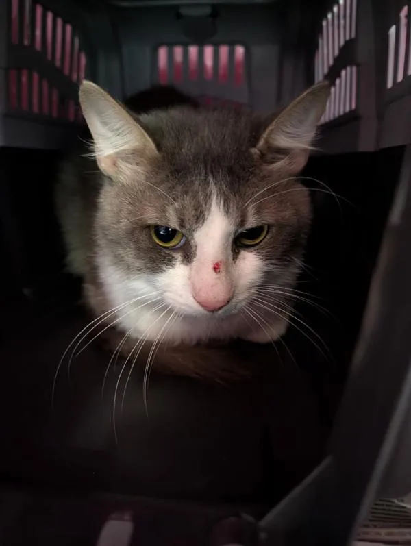 An adult medium-sized male Domestic Medium Hair cat named Edward for adoption in Dallas, GA