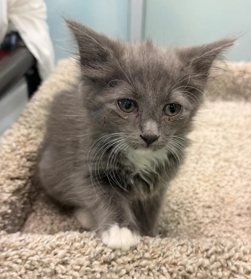 A baby small-sized female Domestic Long Hair cat named Ciabatta for adoption in Columbia, IL