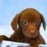 A baby medium-sized male Brown / Chocolate Labrador Retriever dog named Chickie for adoption in Tampa, FL