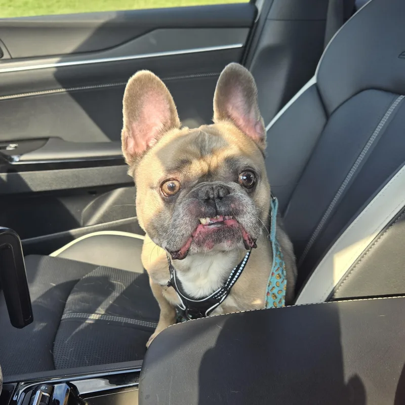 An adult medium-sized male Yellow / Tan / Blond / Fawn French Bulldog dog named Melo for adoption in Clay, NY