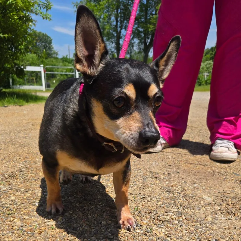 A senior small-sized male Black Chihuahua dog named Ct Robert for adoption in Stormville, NY
