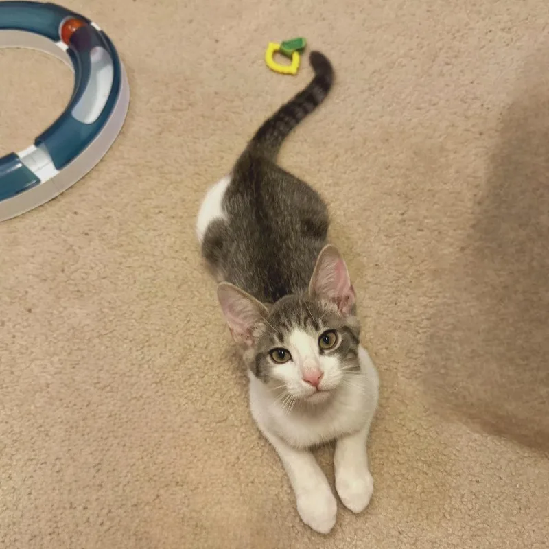 A baby small-sized male Gray / Blue / Silver Domestic Short Hair cat named Ridge for adoption in Brownsboro, AL