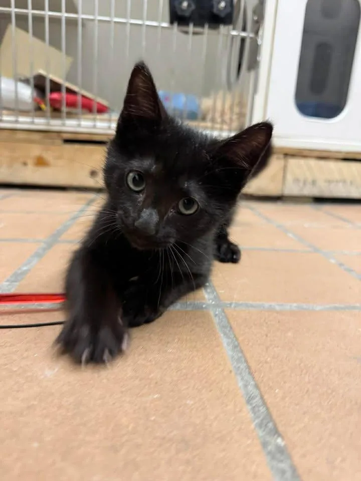 A young medium-sized male Black Domestic Short Hair cat named Marcello for adoption in Stamford, CT
