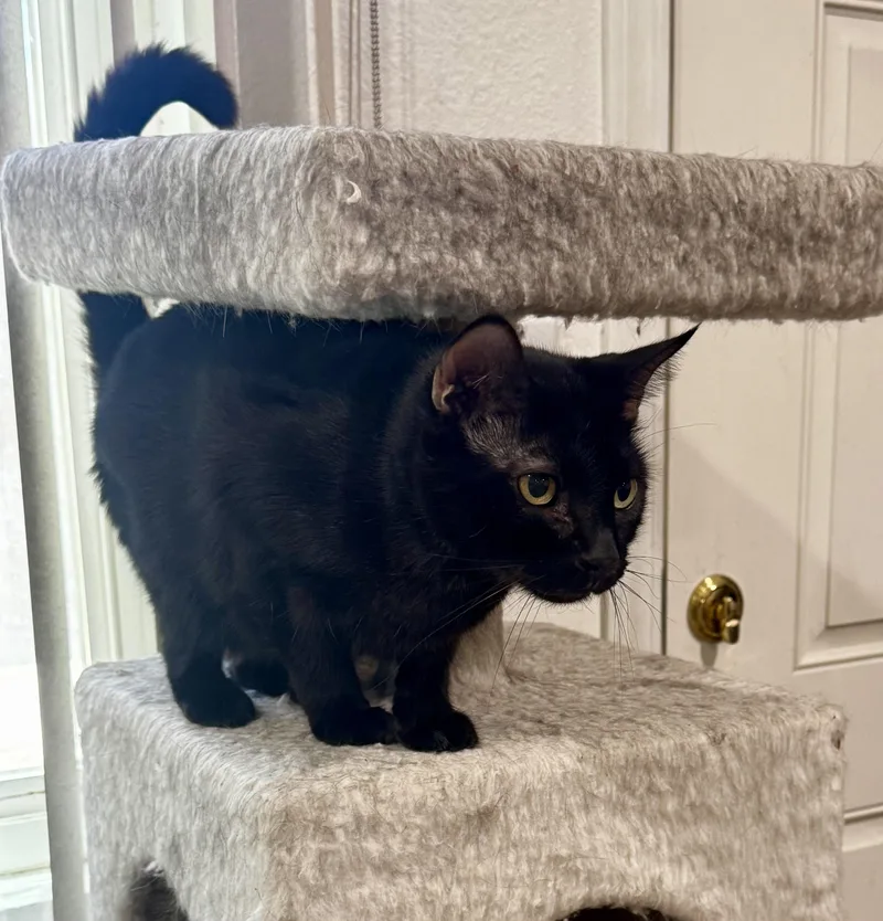 An adult large-sized male Black Bombay cat named Merlin for adoption in Mission Viejo, CA