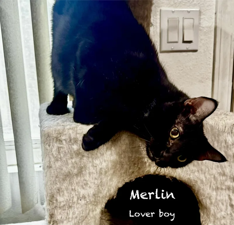 Merlin thumbnail 2