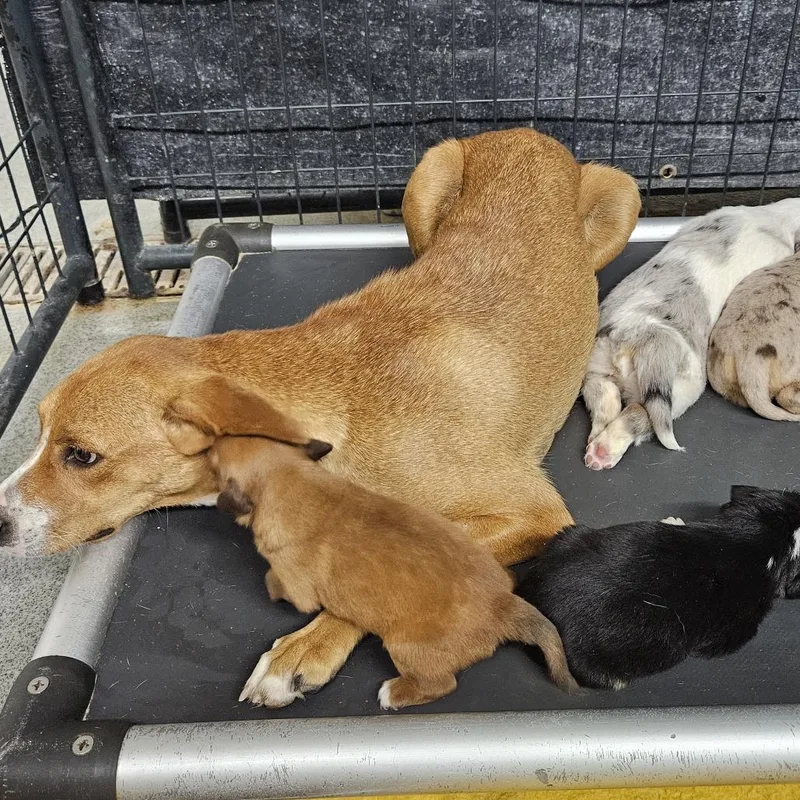 A baby medium-sized male Mixed Breed dog named Hotfudge for adoption in Kingman, KS