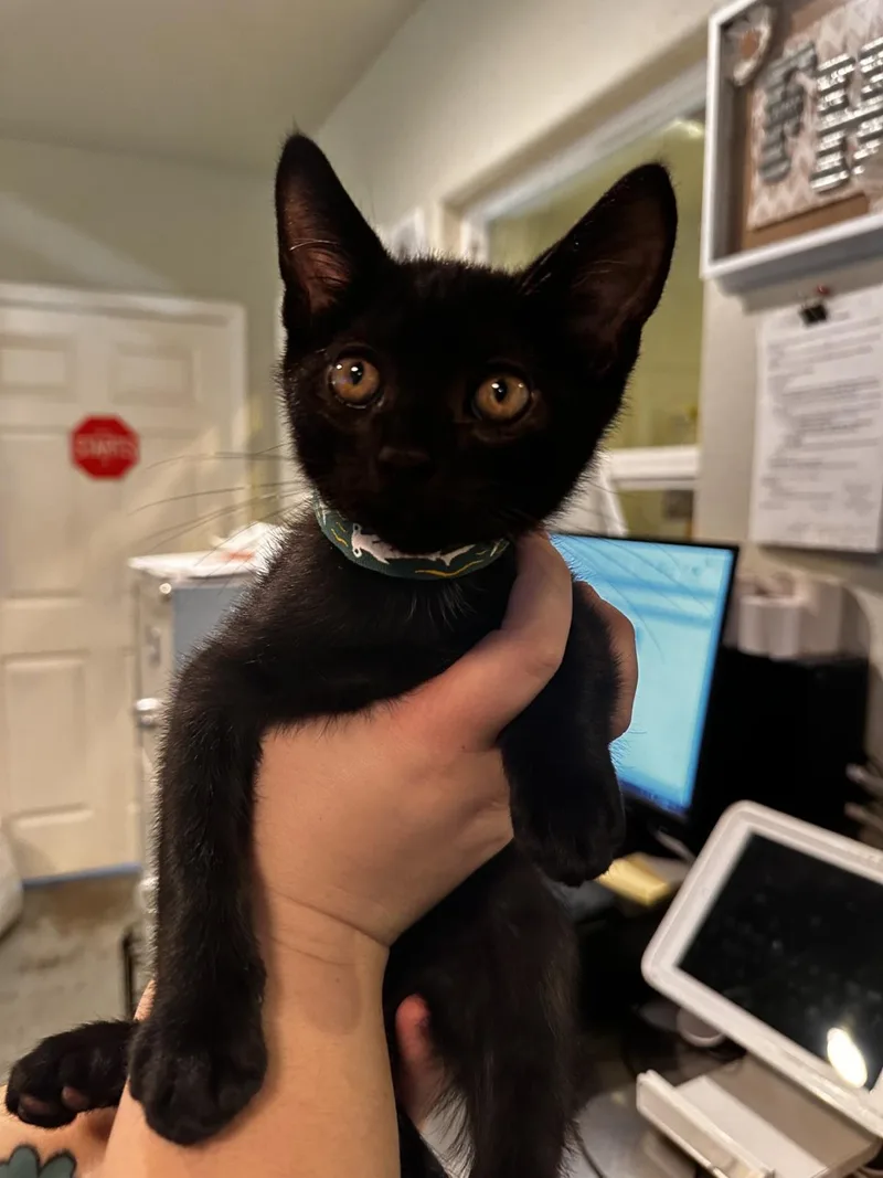 A baby medium-sized male Domestic Short Hair cat named Ronnie for adoption in Lincoln, CA