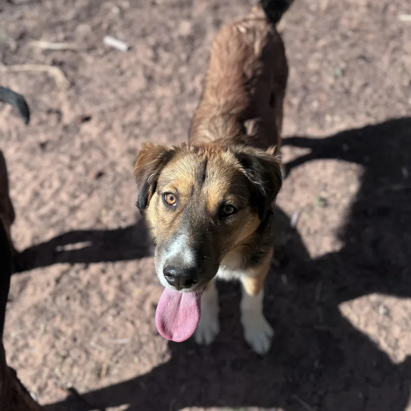 A young medium-sized male Mixed Breed dog named Cornbread for adoption in Carson, NM