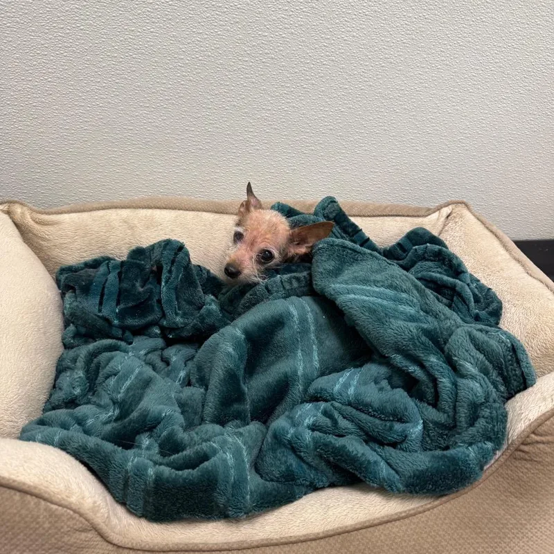 A senior small-sized female Yellow / Tan / Blond / Fawn Mixed Breed dog named Coco for adoption in Pekin, IL