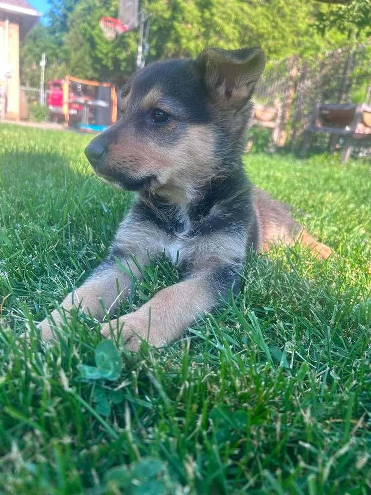 A baby small-sized female Brown / Chocolate German Shepherd Dog dog named Tiny Iii for adoption in Fredonia, WI