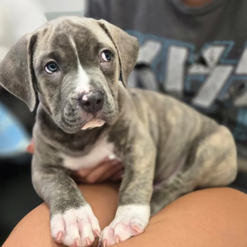 A baby small-sized male Gray / Blue / Silver Boxer dog named Weston for adoption in York, PA