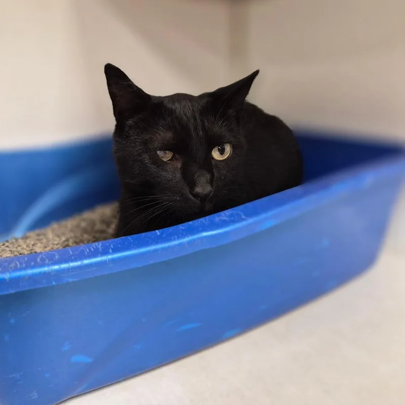 An adult medium-sized male Black Domestic Short Hair cat named Sparrow for adoption in Woodstock, IL