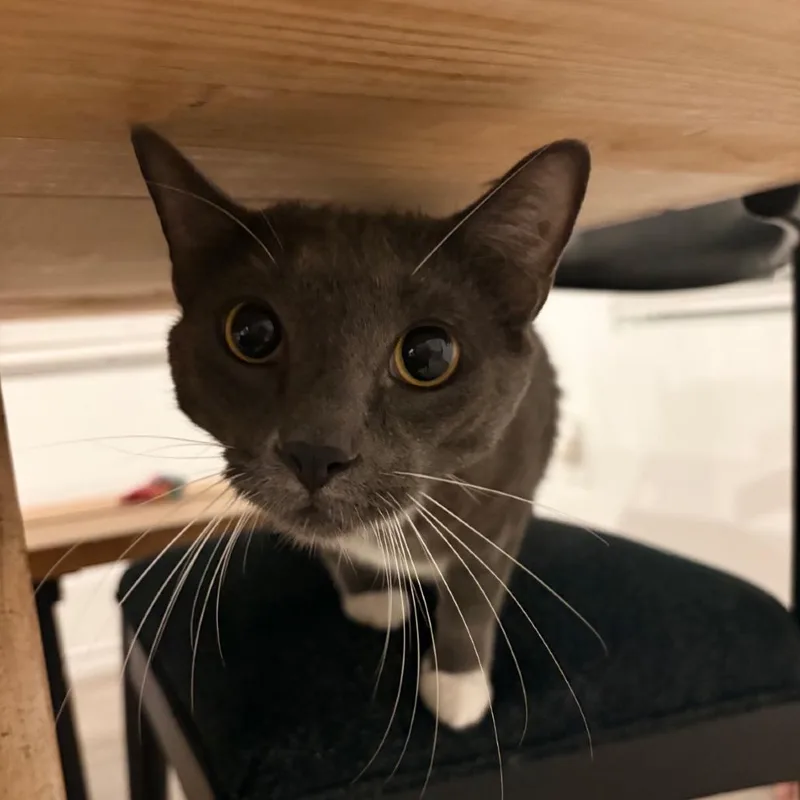 An adult large-sized male Domestic Short Hair cat named Trey for adoption in San Antonio, TX