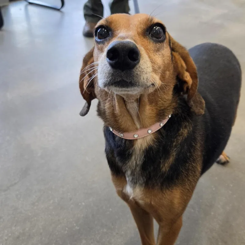An adult medium-sized female Black Beagle dog named Daisy for adoption in Marshall, TX