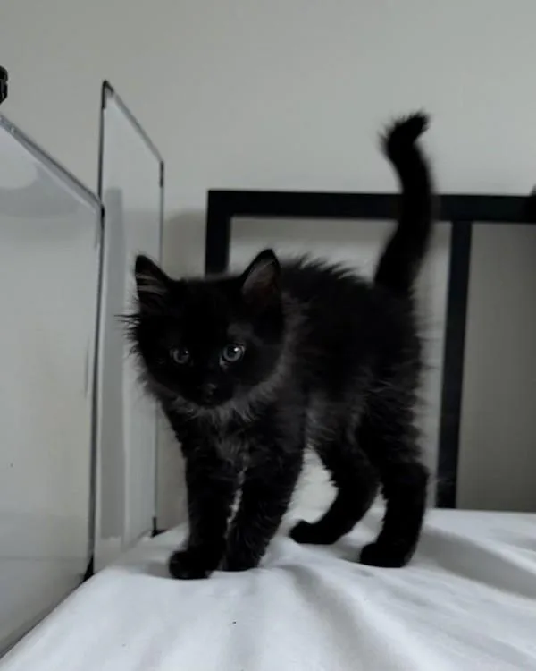 A baby small-sized male Domestic Short Hair cat named Doppio for adoption in Santa Rosa, CA