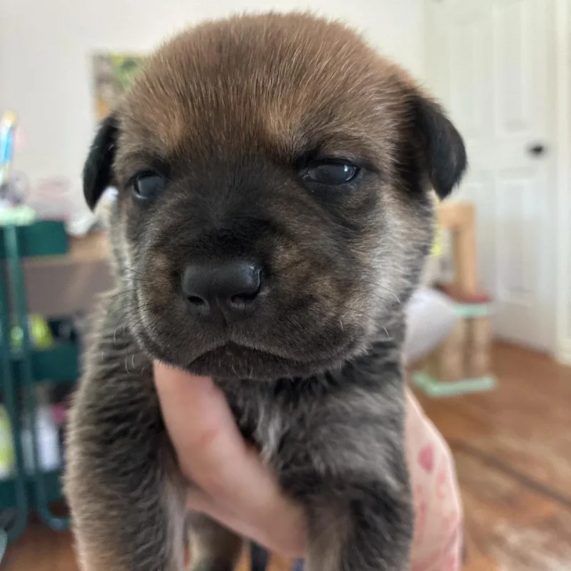 A baby medium-sized male Brown / Chocolate Mixed Breed dog named Joey for adoption in Tulsa, OK