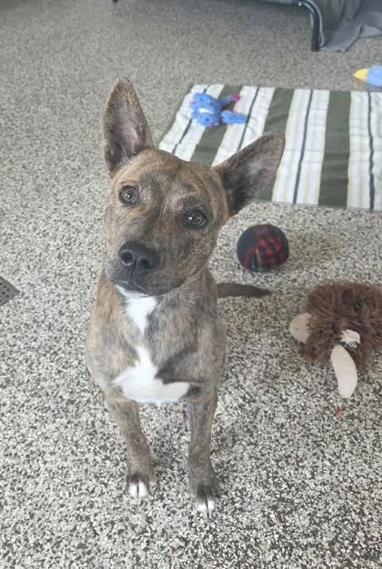 A baby medium-sized male Pit Bull Terrier dog named Yogi for adoption in Westland, MI