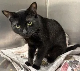 An adult small-sized male Black Domestic Short Hair cat named Ci  Bender for adoption in Glen Allen, VA