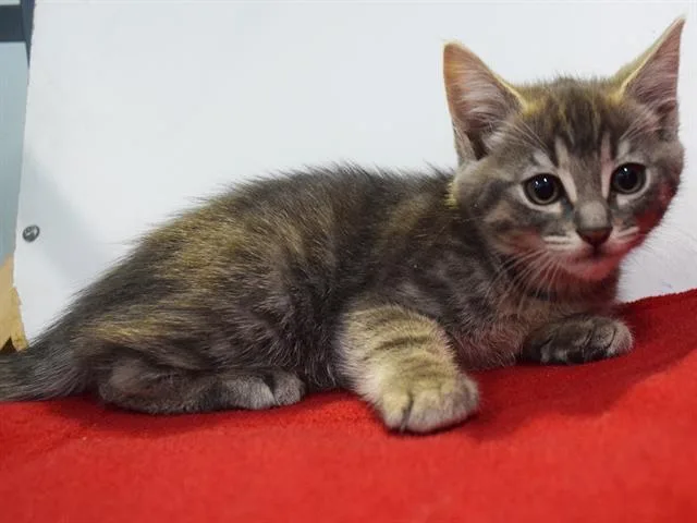 A baby small-sized female Domestic Short Hair cat named Jamielynn for adoption in Sacramento, CA