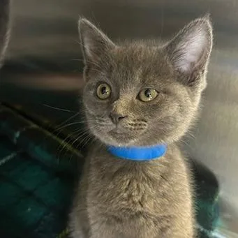 A baby small-sized female Gray / Blue / Silver Domestic Short Hair cat named Sansa for adoption in Knoxville, TN