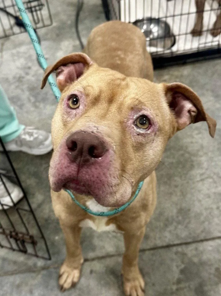 An adult large-sized male Pit Bull Terrier dog named DA Vinnie for adoption in Glen Allen, VA