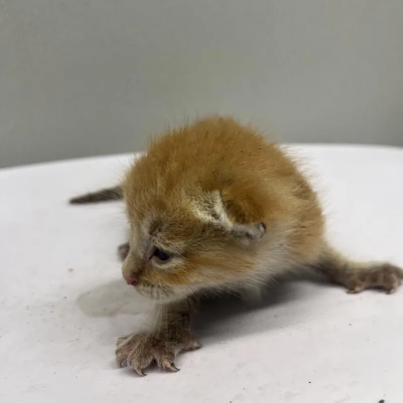 A baby small-sized male Orange / Red Domestic Short Hair cat named Sterling for adoption in Tampa, FL
