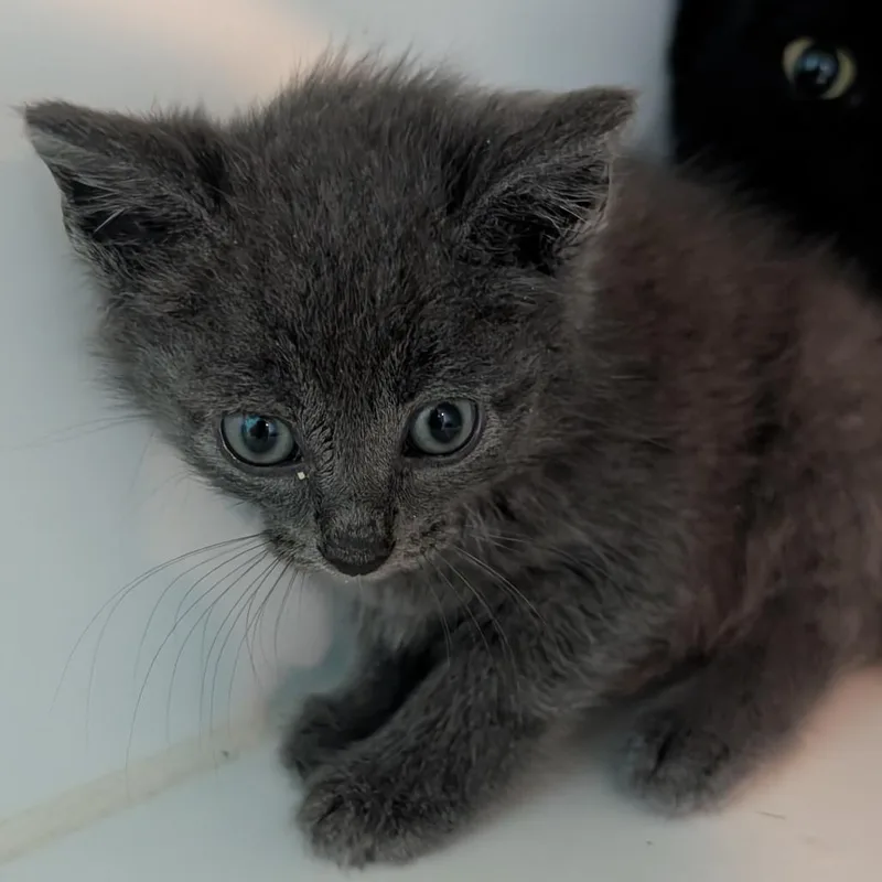 A baby small-sized male Gray / Blue / Silver Domestic Short Hair cat named Justin for adoption in Jefferson city, TN