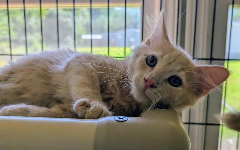 A baby medium-sized male Domestic Long Hair cat named Jade for adoption in Hartwell, GA
