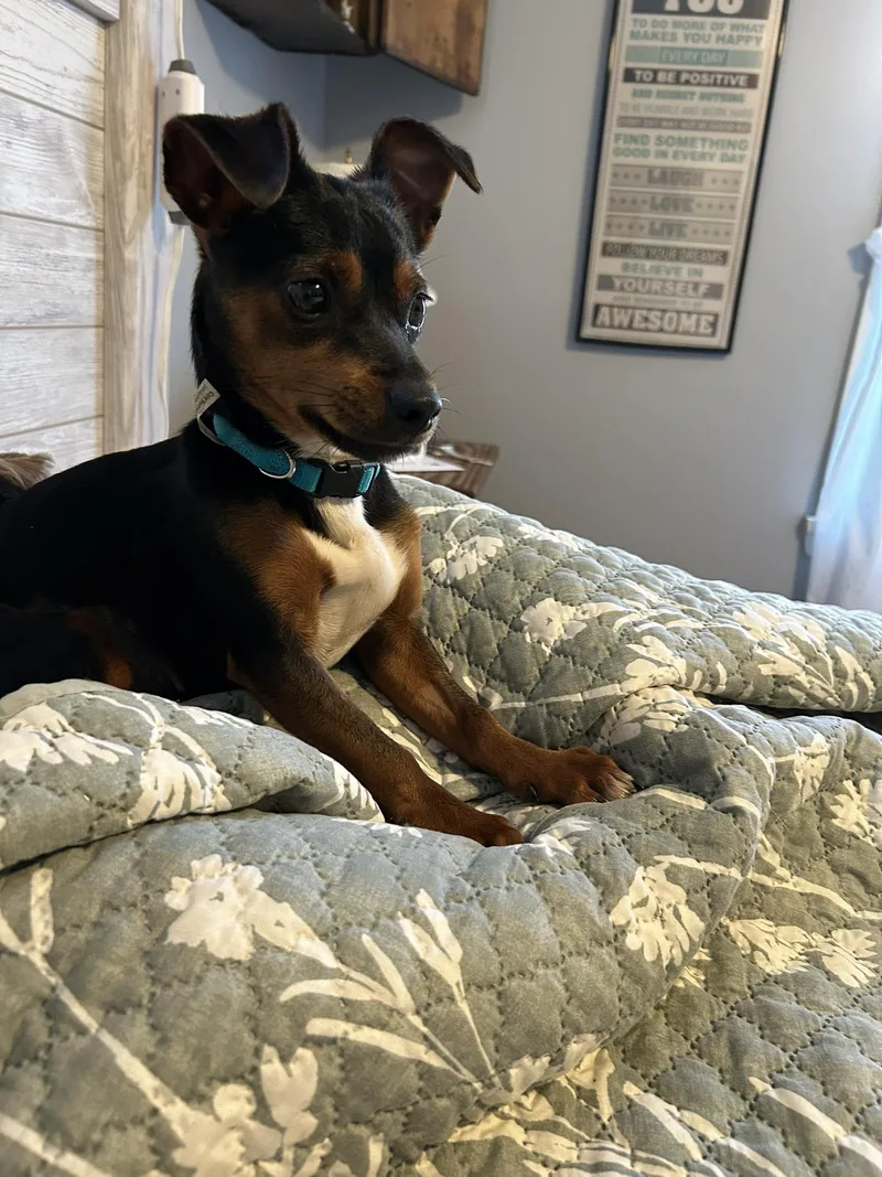 A young small-sized female Tricolor (Brown, Black, & White) Miniature Pinscher dog named Naomi for adoption in Winsted, CT