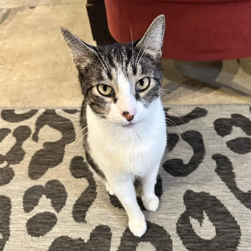 An adult large-sized male Brown / Chocolate Domestic Short Hair cat named Joey for adoption in San Diego, CA