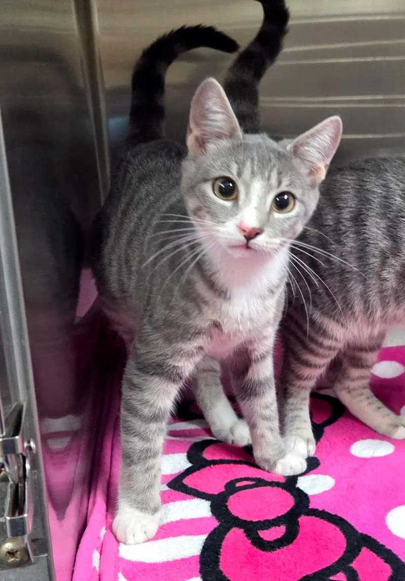 A baby medium-sized female Tabby (Gray / Blue / Silver) Domestic Short Hair cat named Anie & Ahsoka for adoption in Jacksonville, FL