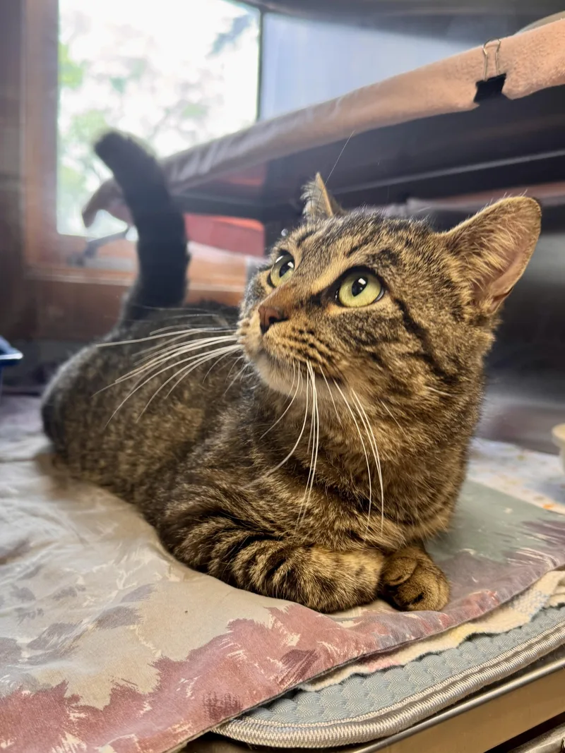 An adult medium-sized male Tabby (Brown / Chocolate) Domestic Short Hair cat named Track Star for adoption in Midland, MI