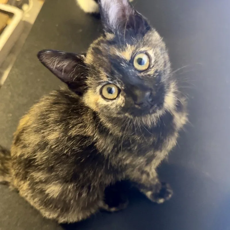 A baby small-sized female Tortoiseshell Domestic Short Hair cat named Scrapple for adoption in Richmond, VA
