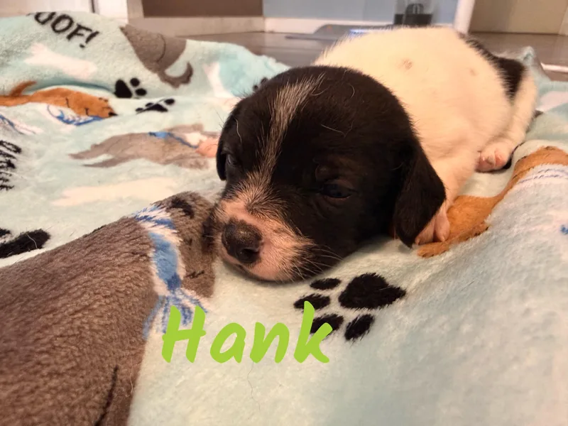 A baby small-sized male Chihuahua dog named Hank for adoption in Manhattan, KS