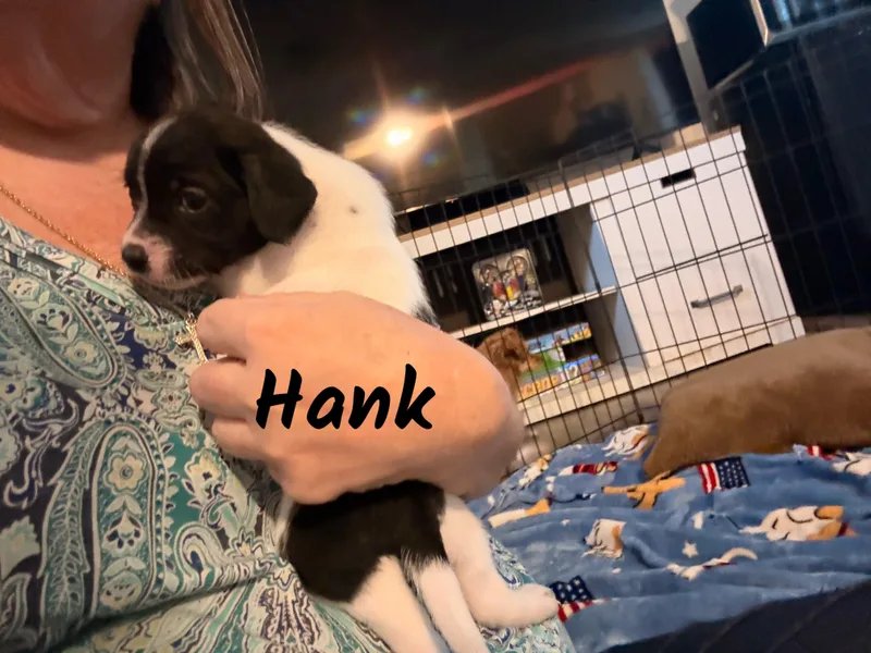 Hank thumbnail 2