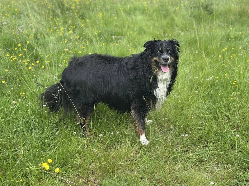 An adult medium-sized male Australian Shepherd dog named Brinnon for adoption in Bothell, WA