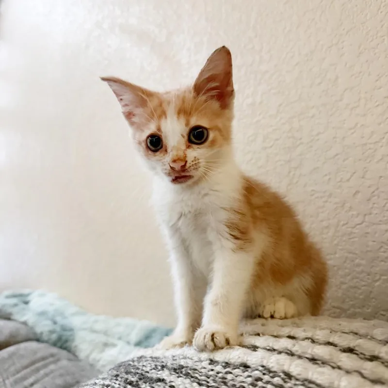 A baby small-sized female Orange / Red Domestic Short Hair cat named Una Luna for adoption in Austin, TX