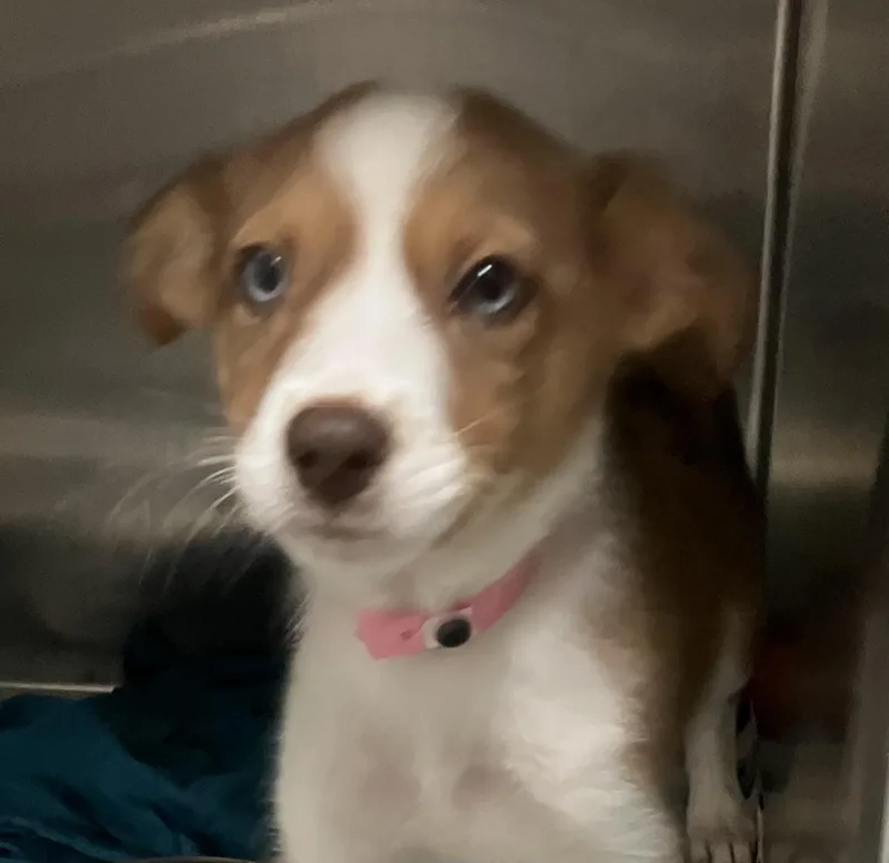 A baby medium-sized female Australian Shepherd dog named Carley for adoption in Parma, OH