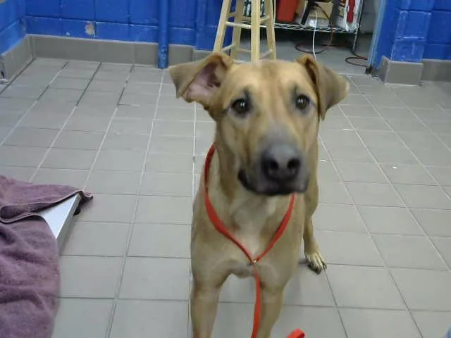 A young large-sized male Rhodesian Ridgeback dog named Canelo for adoption in Albuquerque, NM