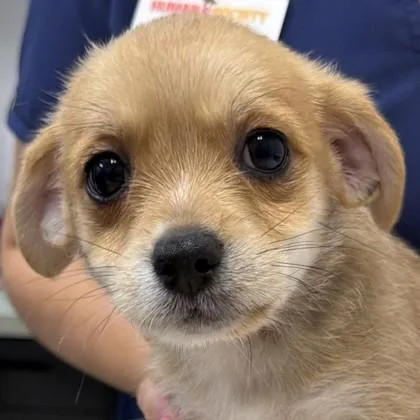 A baby small-sized female Mixed Breed dog named Tums for adoption in Pleasanton, CA