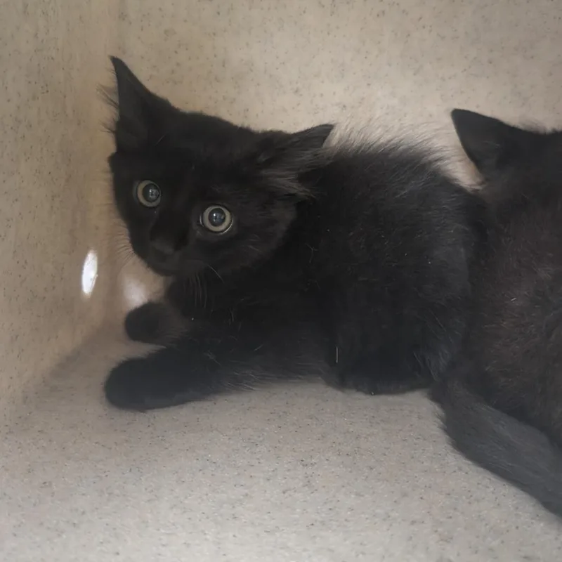 A baby small-sized female Black Domestic Medium Hair cat named Dominos for adoption in Bryan, TX