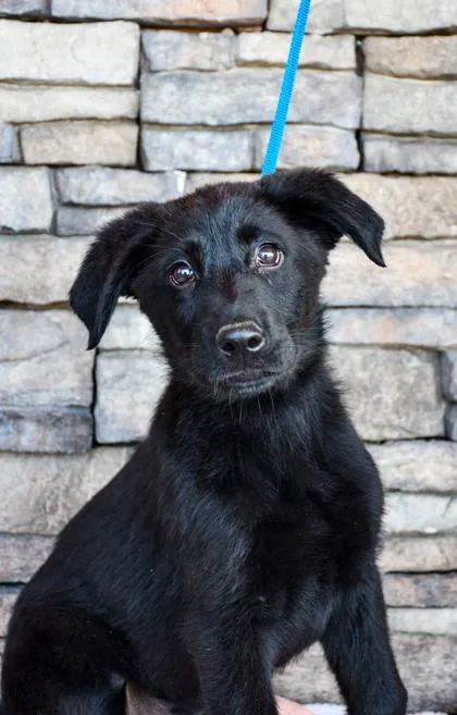 A baby large-sized male Labrador Retriever dog named Jet for adoption in Yakima, WA