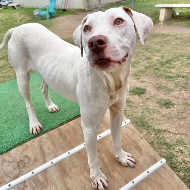 A baby medium-sized female White / Cream Pit Bull Terrier dog named Topanga for adoption in Austin, TX