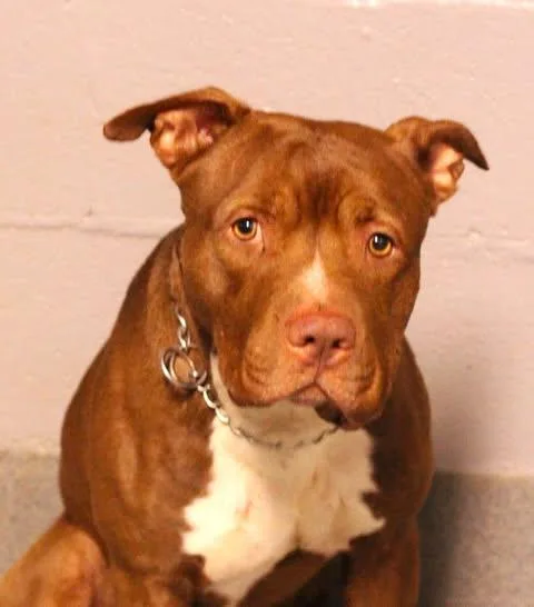 An adult large-sized male Pit Bull Terrier dog named 26-01566 for adoption in Fredericksburg, VA